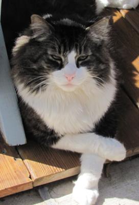 Bubba tabby and white kitty with paws crossed.