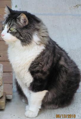 Bubba fluffy tabby and white kitty sitting and looking off to the side.