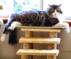 brown and white kitty lounging in a windowsill.