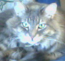 Bubba