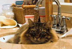 maine coon cat in sink