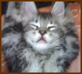 Buddy the kitten silver maine coon kitten sleeping