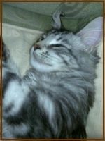 Buddy buddy silver kitten sleeping