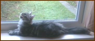 Buddy silver maine coon kitten on windowsill