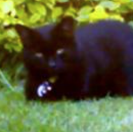 Buddy black cat in the grass