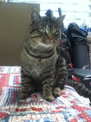Buddy