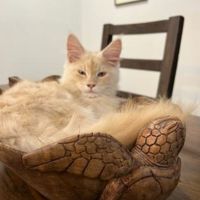 Nugget buff kitten in wood bowl