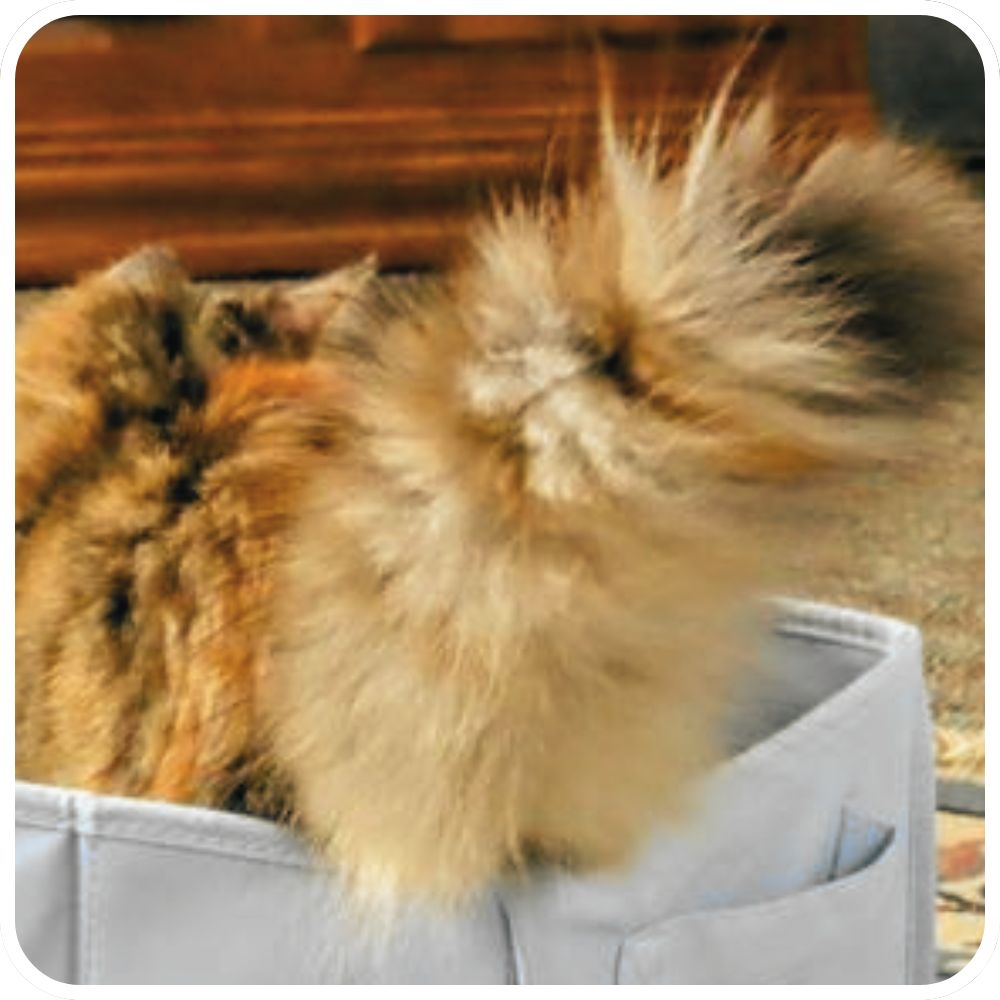 big fluffy bushy cat tail