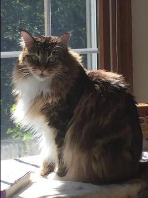 soft brown and white cat sitting in a windowsill.