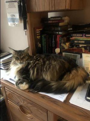 longhaired brown maine coon cat on a desk.