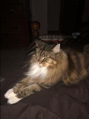 longhaired brown and white maine coon cat.