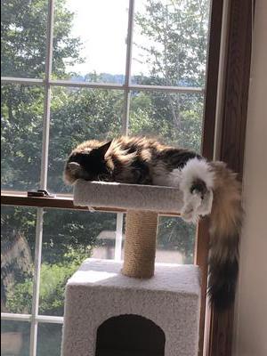 brown and white maine coon on a cat tree.
