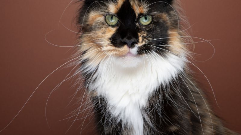 Maine Coon Whiskers: 40 Fascinating Facts & Info