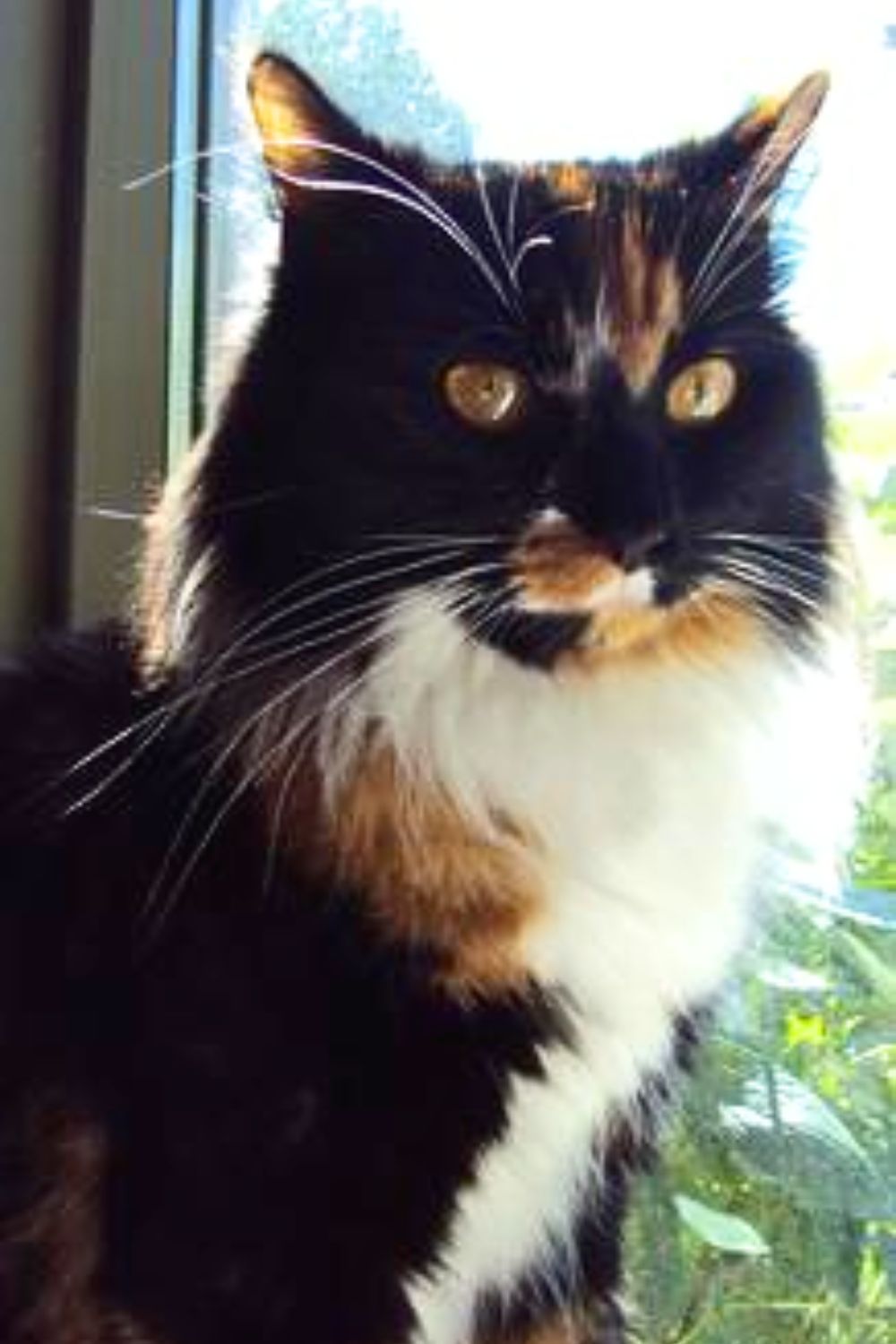 Lovely Contrasting Colors! pretty calico in a windowsill