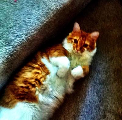 red and white maine coon cat laying belly up