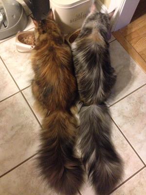 two maine coon girls eating side by side with long fluffy tails.