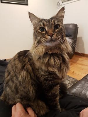 Calvin brown tabby longhaired coonie.