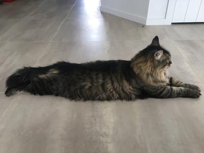 Calvin brown tabby stretched out on a wood floor.