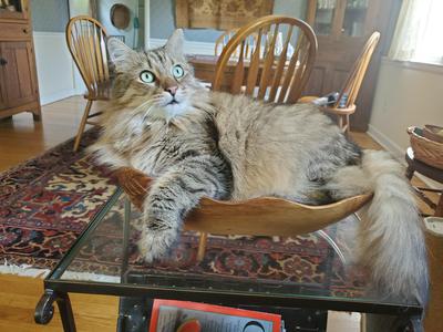 handsome brown tabby kitty in wooden bowl on table.