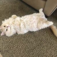 JoJo cameo maine coon laying on carpet belly up
