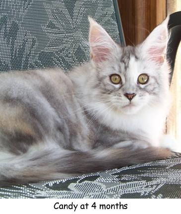 purebred silver patch tabby kitten