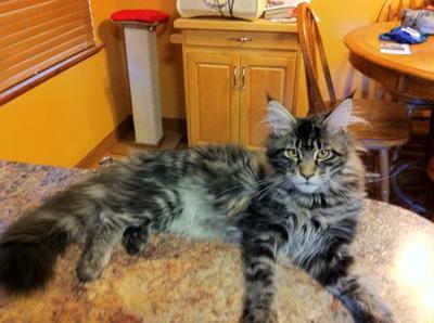8 month old classic purebred maine coon kitty laying on a kitchen table.