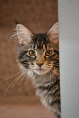 brown tabby purebred kitten peeking our from around a corner.
