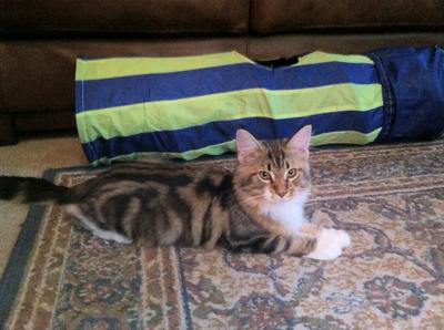 cute brown and white maine coon kitten playing on a rug.
