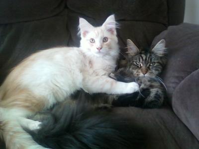 Captain & Morgan