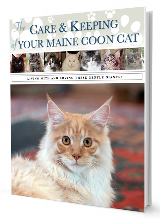 The Care & Keeping Of Your Maine Coon Cat