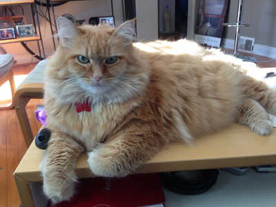 fluffy ginger cat laying on a table