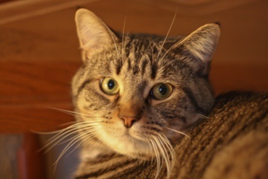Casey