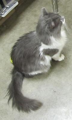 Casey at the shelter
