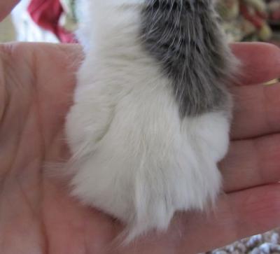 Casey has huge paws