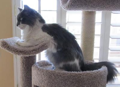 Casey on the condo