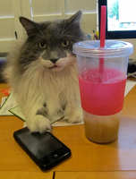 gray and white maine coon cat sitting at the table like a person