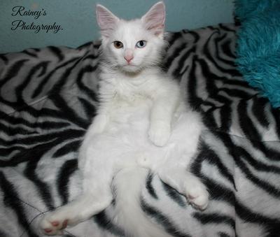 Casper