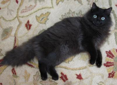 Caspian
