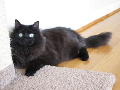 Caspian