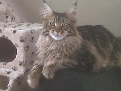 Caspian