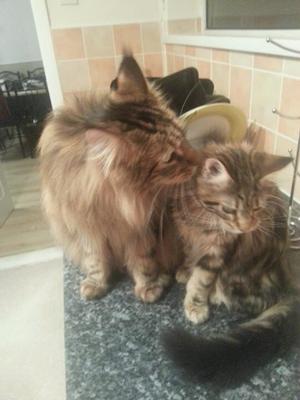 Caspian and Merlin
