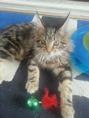 Caspian and Merlin