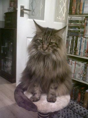 Caspian and Merlin