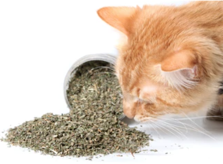 ginger tabby cat playing with loose catnip