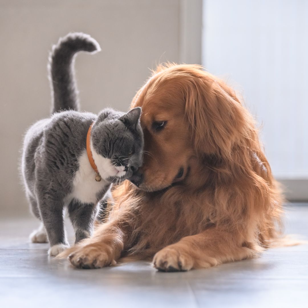 cuddly cat and dog