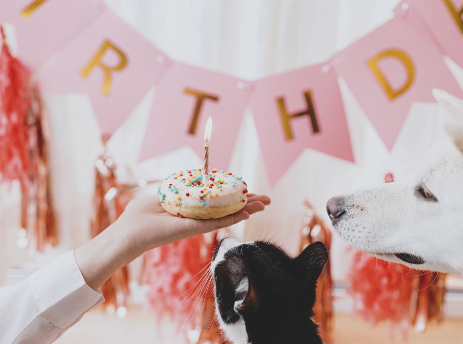 cat and dog sniffing at a donut with candle and party decorations in the background