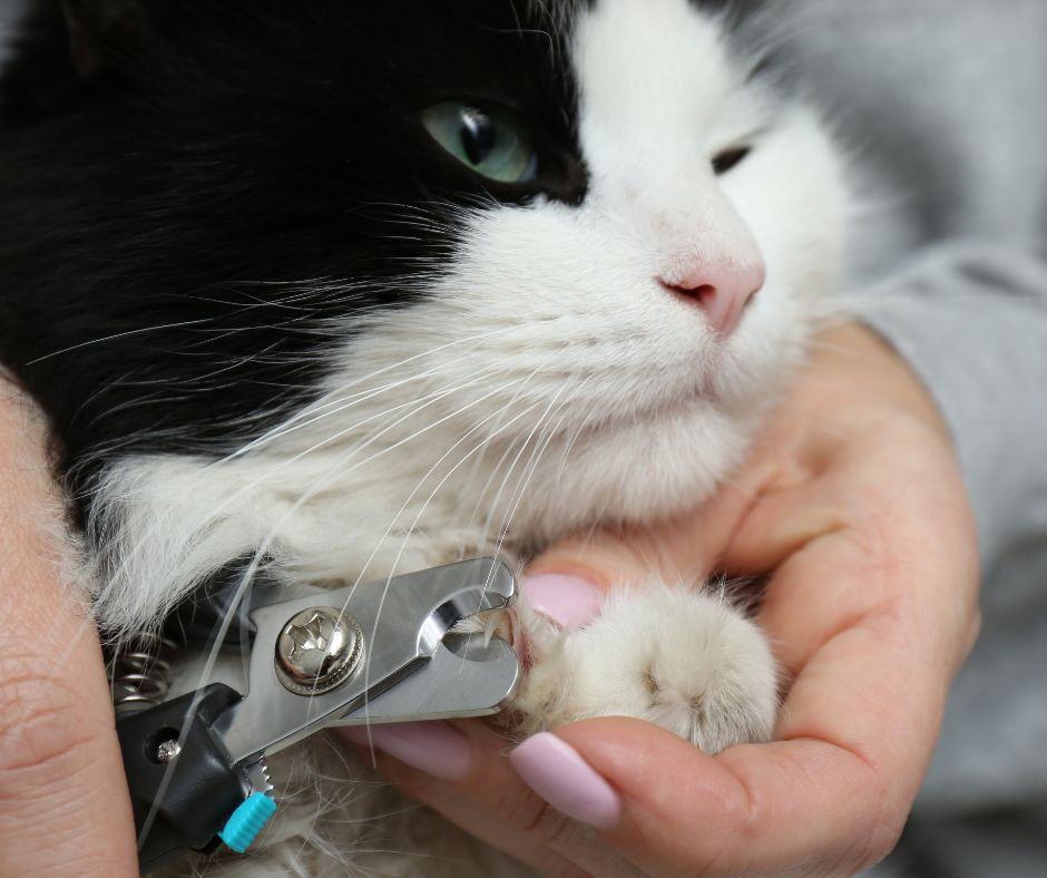 closeup of cat having its claw clipped on persons lap