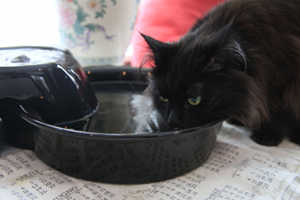 Alice Having a Drink cat drinking from fountain
