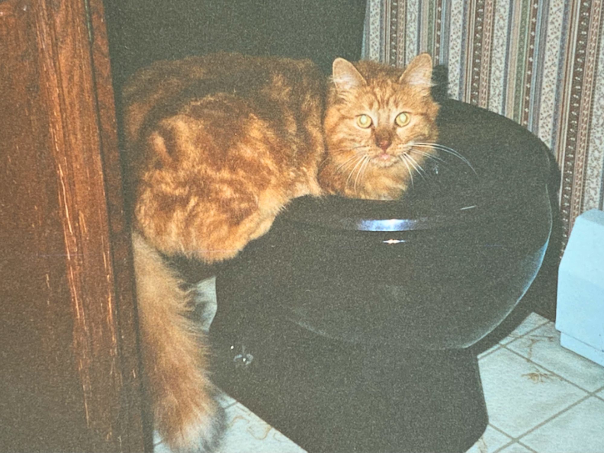 orange kitty drinking from a toilet.