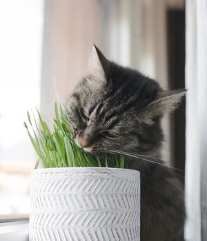 Yummy cat chewing on a pot of cat grass.